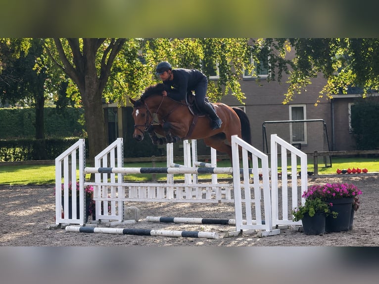 KWPN Merrie 4 Jaar 164 cm Bruin in Moergestel