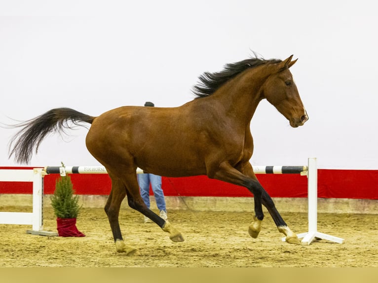 KWPN Merrie 4 Jaar 164 cm Bruin in Waddinxveen