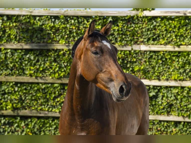 KWPN Merrie 4 Jaar 164 cm Bruin in Waddinxveen