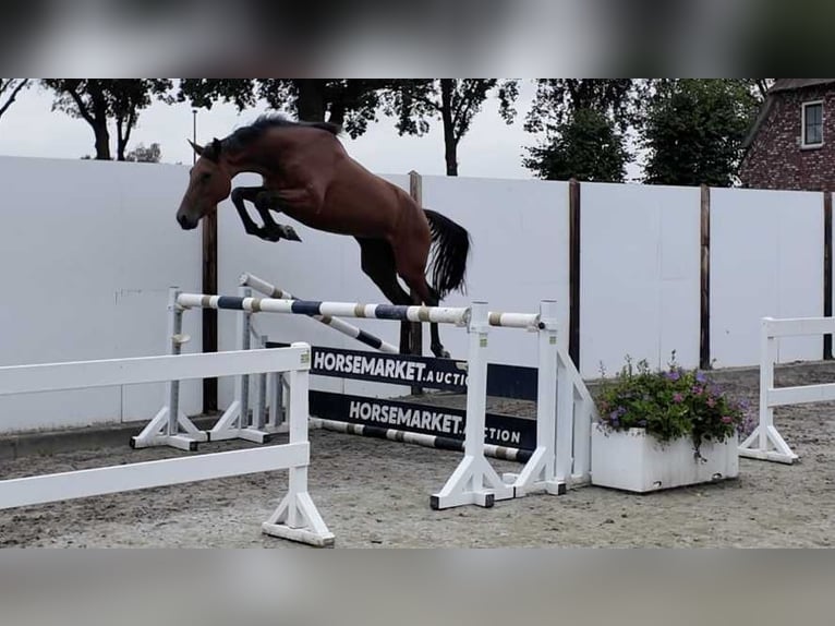 KWPN Merrie 4 Jaar 164 cm Bruin in Waddinxveen