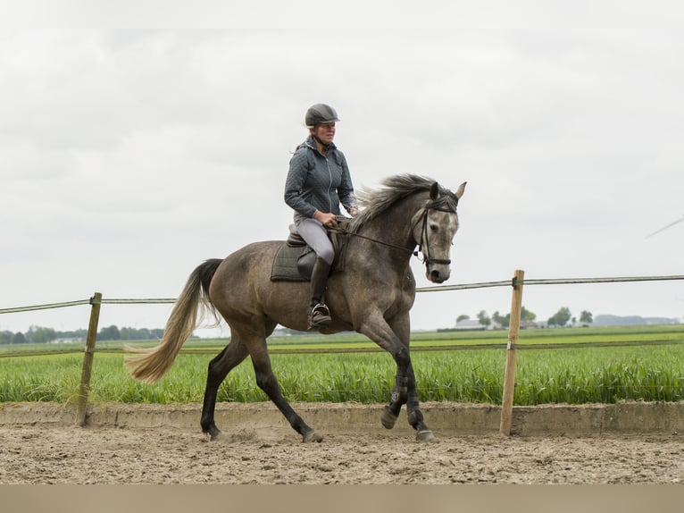 KWPN Merrie 4 Jaar 164 cm Schimmel in Dronten