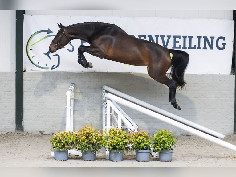 KWPN Merrie 4 Jaar 164 cm  in Heerde
