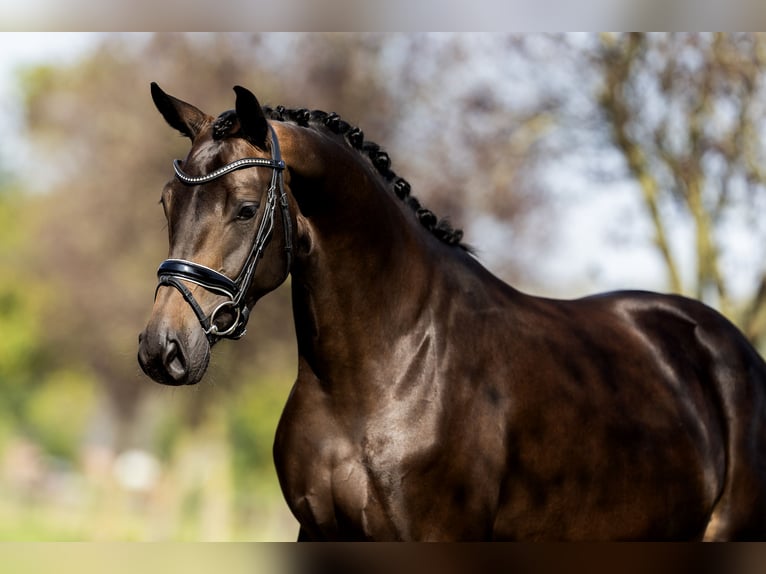 KWPN Merrie 4 Jaar 164 cm Zwart in Dreumel