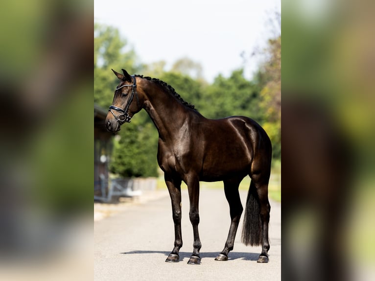 KWPN Merrie 4 Jaar 164 cm Zwart in Dreumel