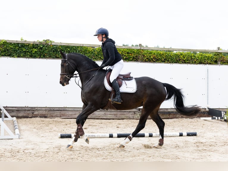 KWPN Merrie 4 Jaar 164 cm Zwart in Waddinxveen KWPN Merrie 4 Jaar 164 cm Zwart in Waddinxveen