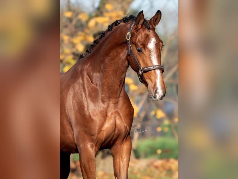 KWPN Merrie 4 Jaar 165 cm Bruin in Sevenum