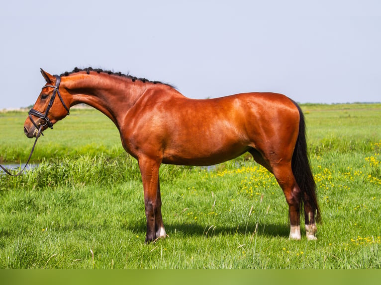 KWPN Merrie 4 Jaar 165 cm Bruin in Goudriaan