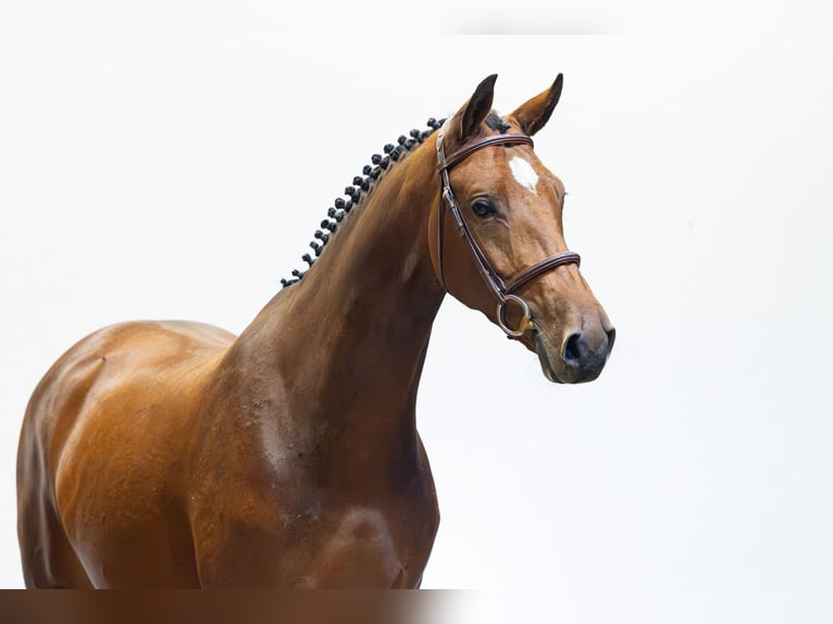 KWPN Merrie 4 Jaar 165 cm Bruin in Waddinxveen
