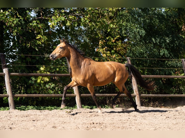 KWPN Merrie 4 Jaar 165 cm Buckskin in Ulicoten