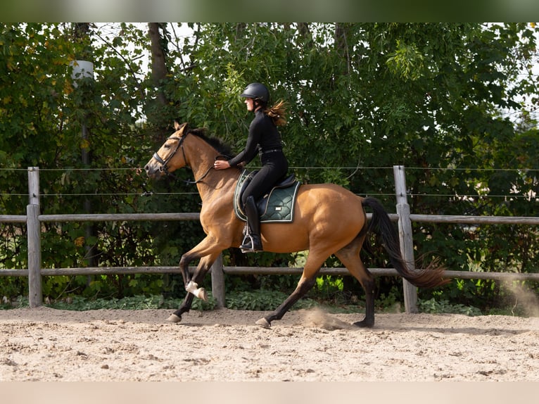 KWPN Merrie 4 Jaar 165 cm Buckskin in Ulicoten