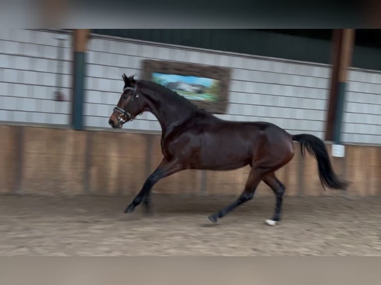 KWPN Merrie 4 Jaar 165 cm Donkerbruin in Oud Gastel