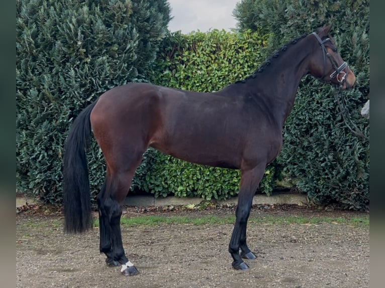 KWPN Merrie 4 Jaar 165 cm Donkerbruin in Oud Gastel