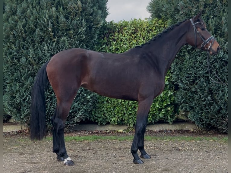 KWPN Merrie 4 Jaar 165 cm Donkerbruin in Oud Gastel