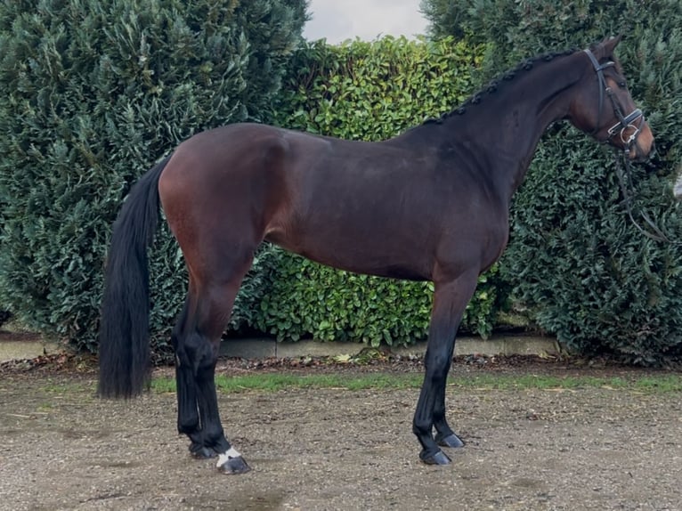 KWPN Merrie 4 Jaar 165 cm Donkerbruin in Oud Gastel