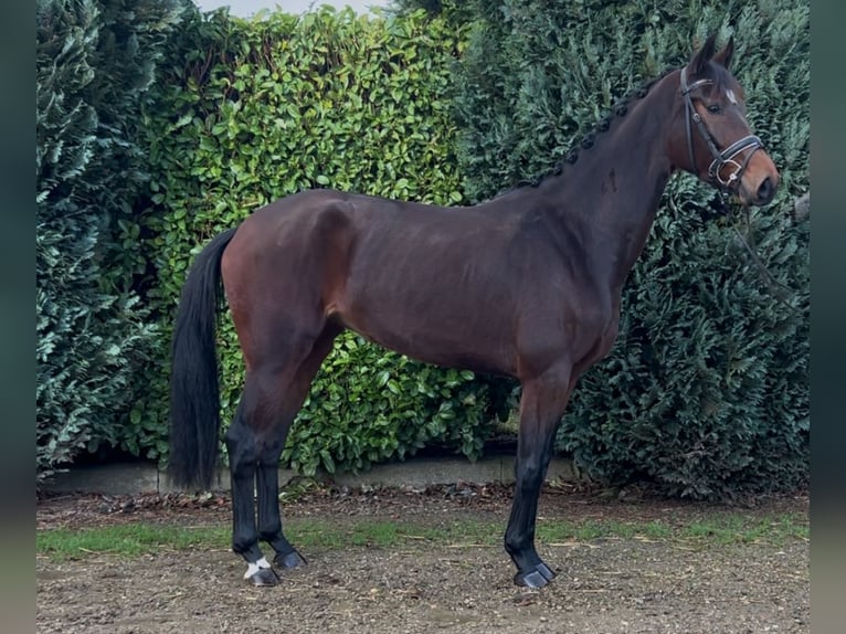 KWPN Merrie 4 Jaar 165 cm Donkerbruin in Oud Gastel