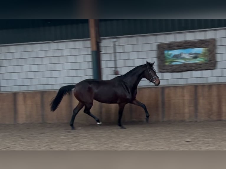 KWPN Merrie 4 Jaar 165 cm Donkerbruin in Oud Gastel