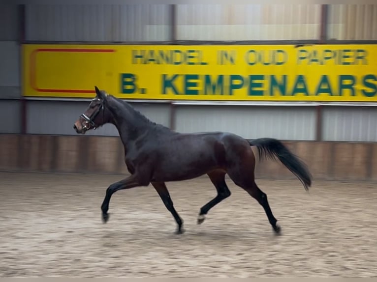 KWPN Merrie 4 Jaar 165 cm Donkerbruin in Oud Gastel