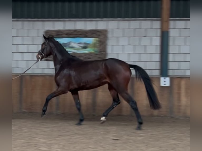 KWPN Merrie 4 Jaar 165 cm Donkerbruin in Oud Gastel