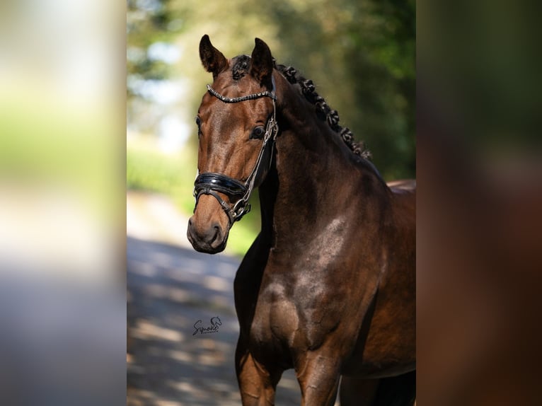KWPN Merrie 4 Jaar 165 cm Donkerbruin in Kalmthout