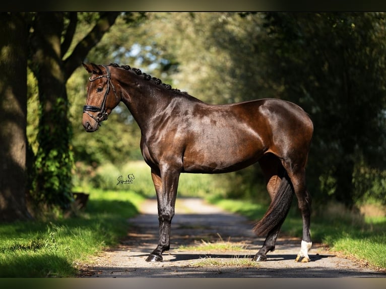 KWPN Merrie 4 Jaar 165 cm Donkerbruin in Kalmthout