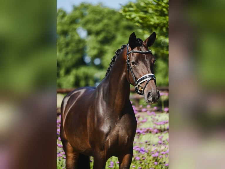 KWPN Merrie 4 Jaar 165 cm Donkerbruin in Maastricht