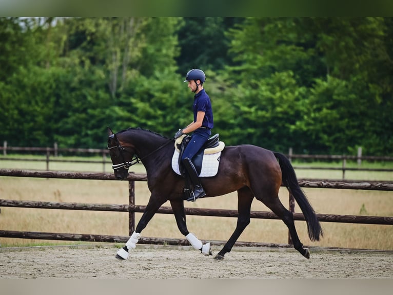 KWPN Merrie 4 Jaar 165 cm Donkerbruin in Maastricht
