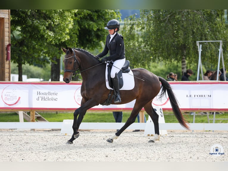 KWPN Merrie 4 Jaar 165 cm Donkerbruin in Rhône