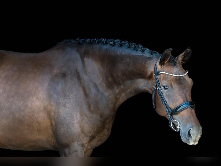 KWPN Merrie 4 Jaar 165 cm Donkerbruin in Rhône