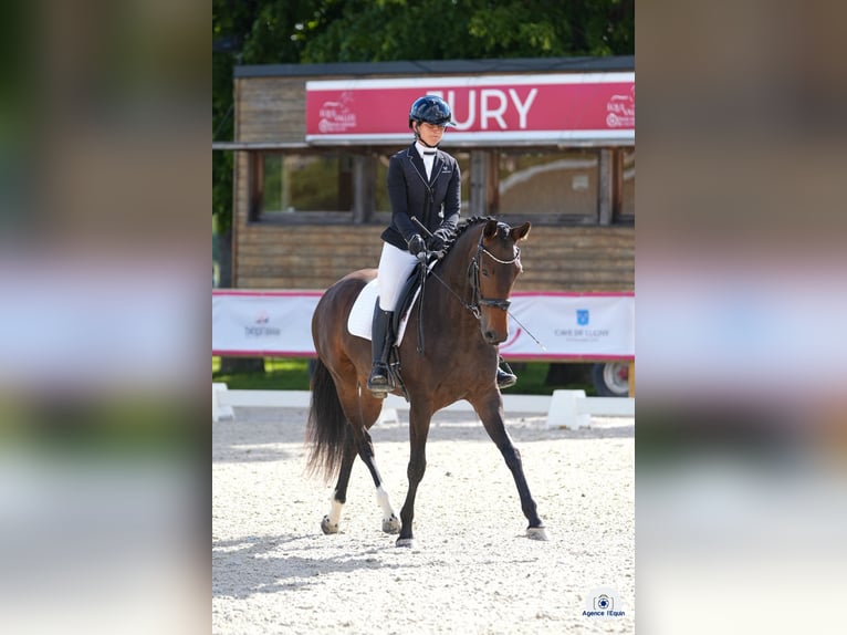 KWPN Merrie 4 Jaar 165 cm Donkerbruin in Rhône
