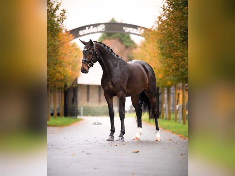 KWPN Merrie 4 Jaar 165 cm Donkerbruin in Heemskerk