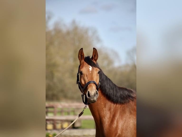 KWPN Merrie 4 Jaar 165 cm Donkerbruin in Vlierden