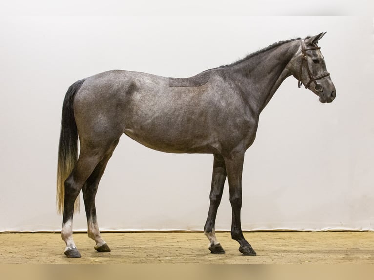 KWPN Merrie 4 Jaar 165 cm kan schimmel zijn in Waddinxveen