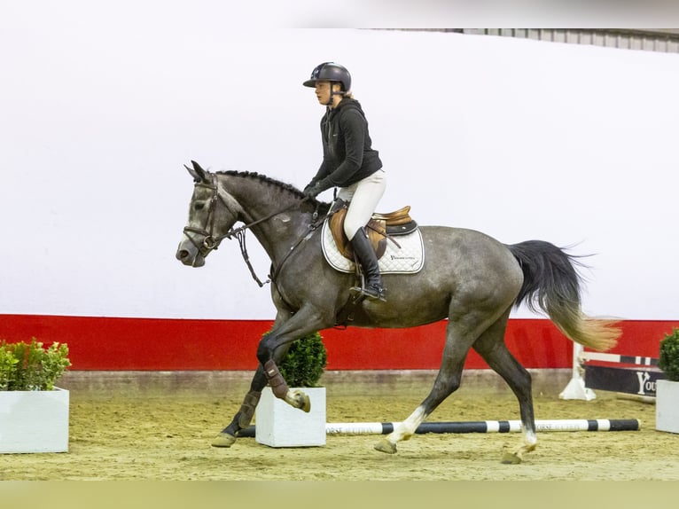 KWPN Merrie 4 Jaar 165 cm kan schimmel zijn in Waddinxveen