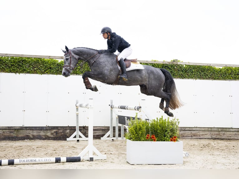 KWPN Merrie 4 Jaar 165 cm Schimmel in Waddinxveen