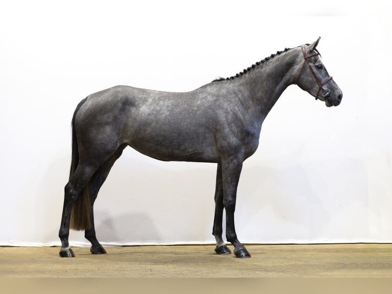 KWPN Merrie 4 Jaar 165 cm Schimmel in Waddinxveen