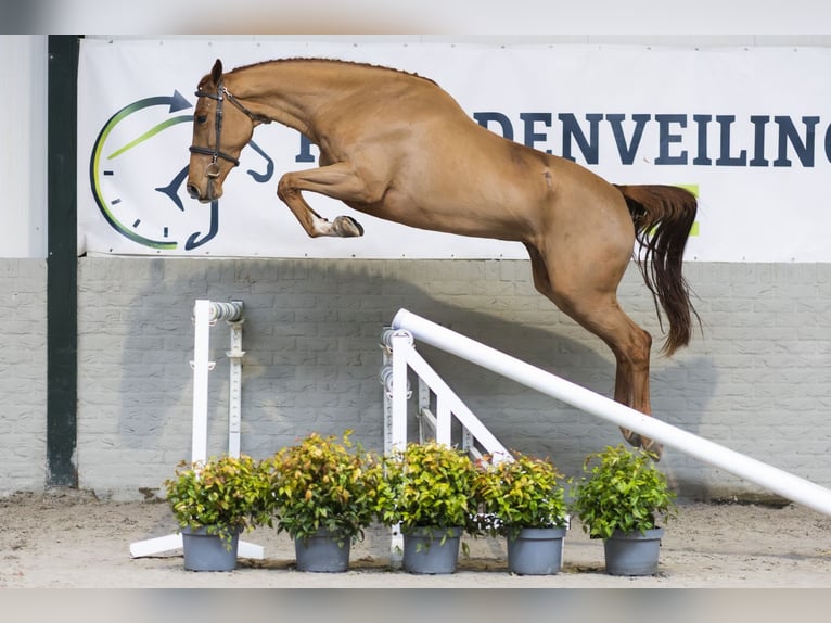 KWPN Merrie 4 Jaar 165 cm  in WK Heerde