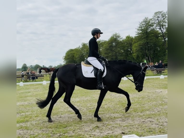 KWPN Merrie 4 Jaar 165 cm Zwart in Sottrum