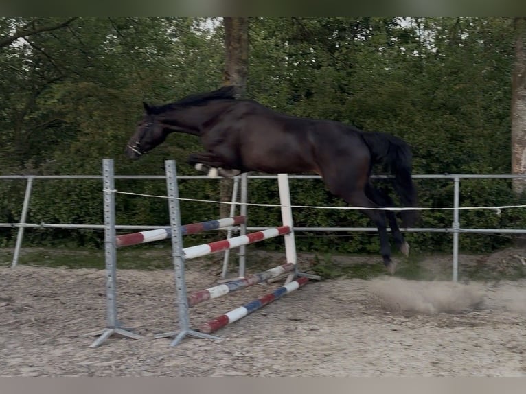 KWPN Merrie 4 Jaar 165 cm Zwart in Boksum