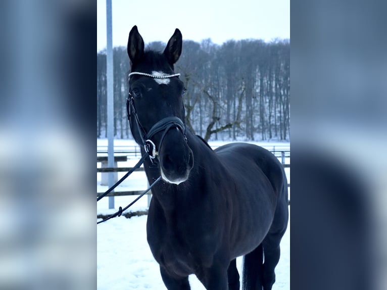 KWPN Merrie 4 Jaar 165 cm Zwart in Osnabrück