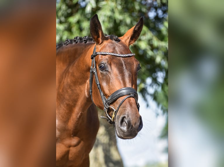 KWPN Merrie 4 Jaar 166 cm Bruin in Zuienkerke