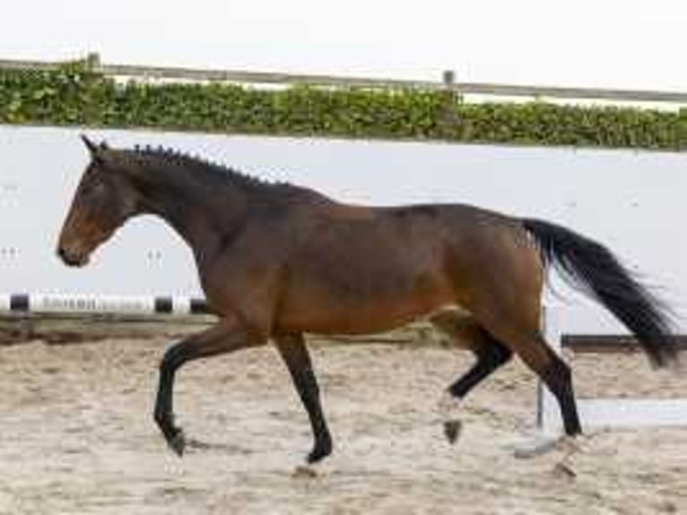 KWPN Merrie 4 Jaar 166 cm Bruin in Waddinxveen