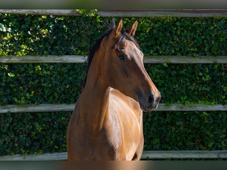 KWPN Merrie 4 Jaar 166 cm Bruin in Waddinxveen