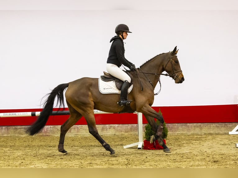 KWPN Merrie 4 Jaar 166 cm Bruin in Waddinxveen