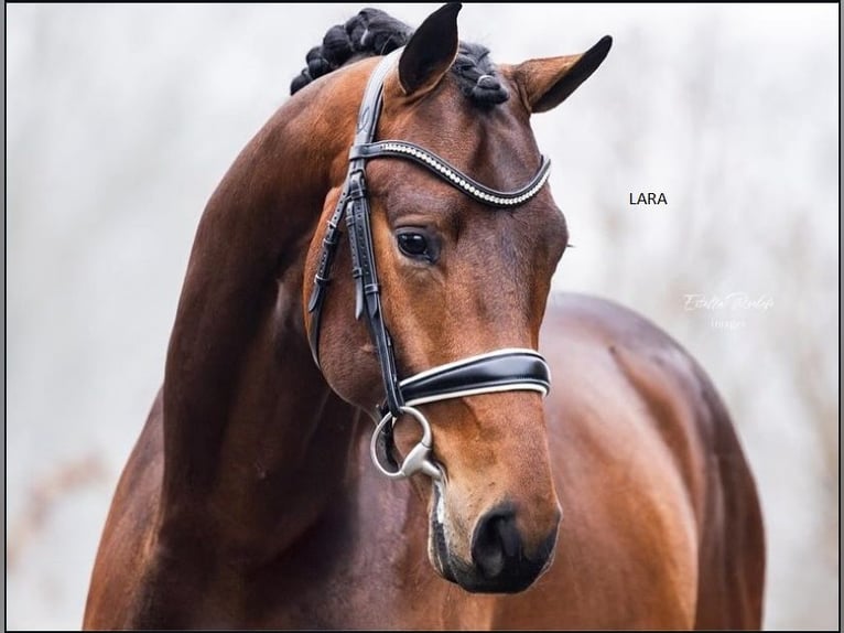 KWPN Merrie 4 Jaar 166 cm Bruin in Dallas