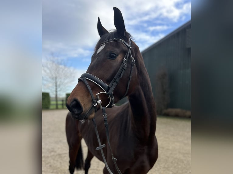 KWPN Merrie 4 Jaar 166 cm Donkerbruin in Oud Gastel