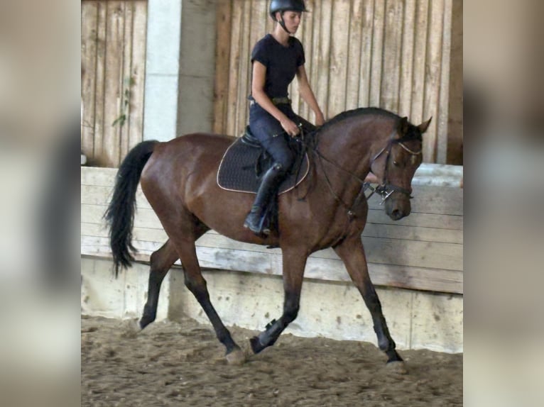 KWPN Merrie 4 Jaar 166 cm Donkerbruin in Hainsfarth