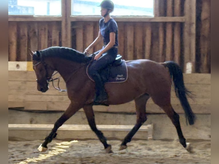 KWPN Merrie 4 Jaar 166 cm Donkerbruin in Hainsfarth