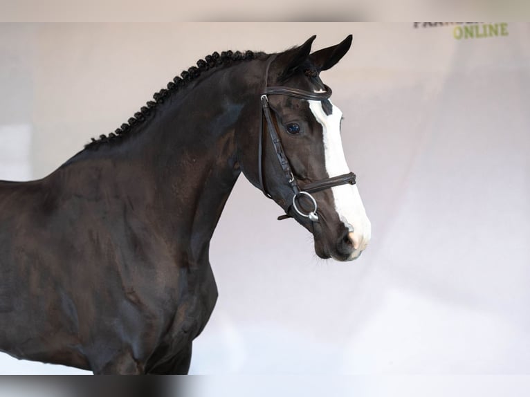 KWPN Merrie 4 Jaar 166 cm Donkerbruin in Heerde