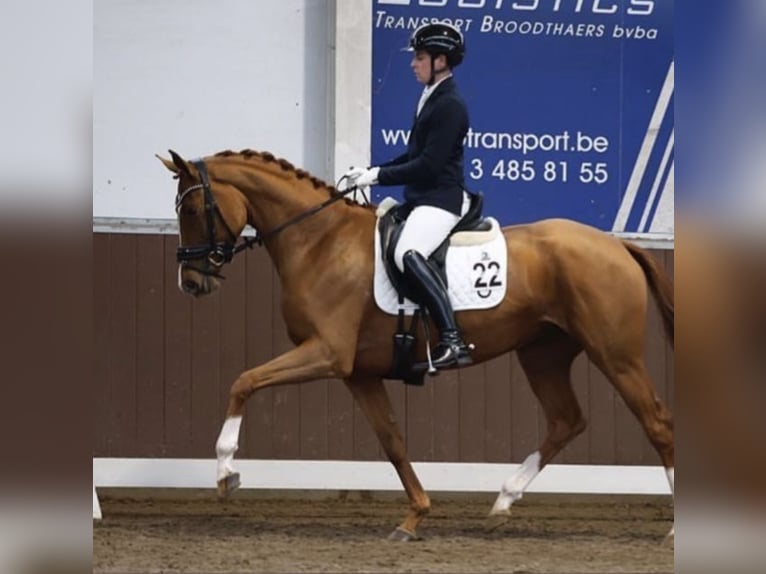 KWPN Merrie 4 Jaar 166 cm Vos in Balen