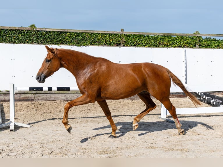 KWPN Merrie 4 Jaar 166 cm Vos in Waddinxveen